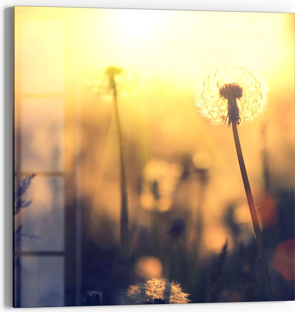 DEQORI Magnettafel Glas 30x30 cm 'Pusteblumenwiese' beschreibbar Whiteboard