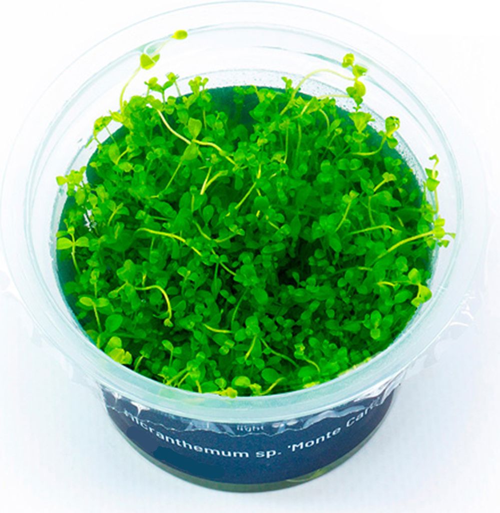 Micranthemum 'Monte Carlo' In-Vitro Cup algen- und schneckenfrei