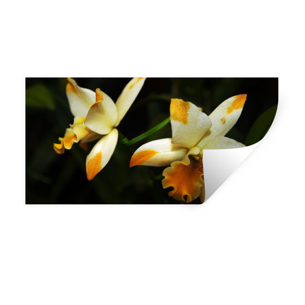 MuchoWow Wandtattoo Wandsticker Wandaufkleber Zwei Orchideenblüten 80x40 cm Selbstklebend und Repositionierbar - Aufkleber