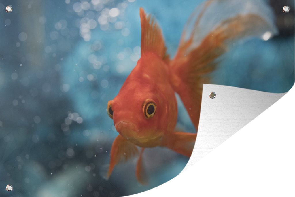 MuchoWow 120x80 cm Outdoor-Poster Gartendeko Sichtschutz Garten Poster für den Garten Goldfisch - Wasser - Orange