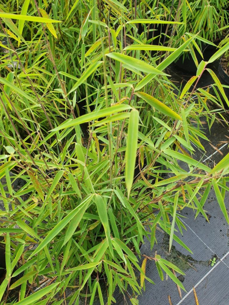 Schirmbambus Geysir - Fargesia nitida Geysir - 60-80cm