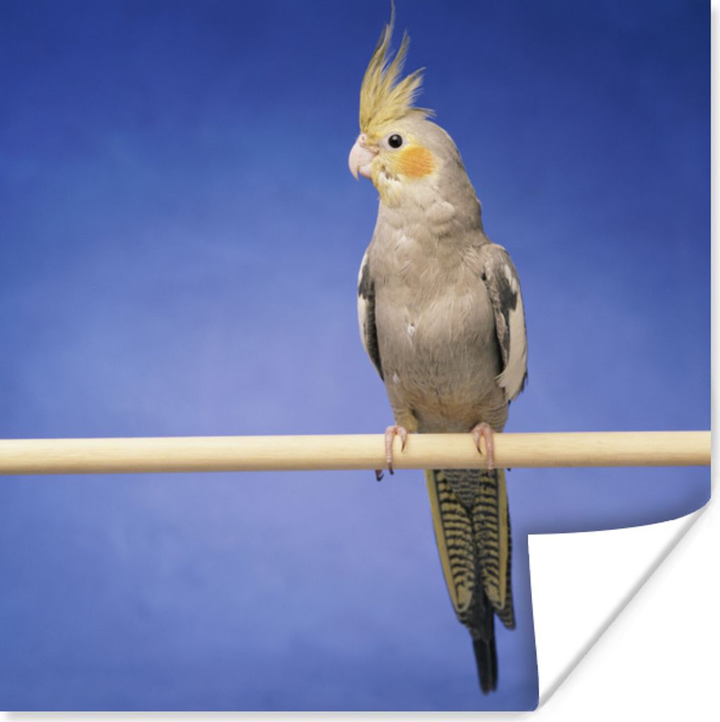 MuchoWow Poster Falken-Sittich auf einem Stock 75x75 cm - Wand Dekoration