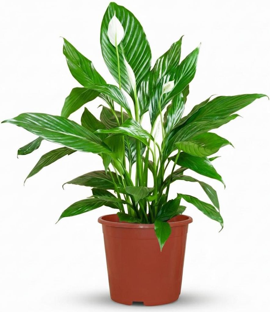Spathiphyllum (mesiacovka) - izbová rastlina, 70 - 80cm, Obrázok produktu 