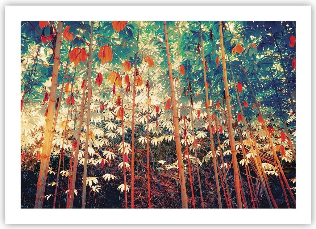 Poster - Poster ohne Rahmen - Pflanzen tropisch orange - 70x50 cm - Wand Bild - Wanddeko - Wandbilder - Kunstposter - Wandposter - Bilder - Kunstdr...