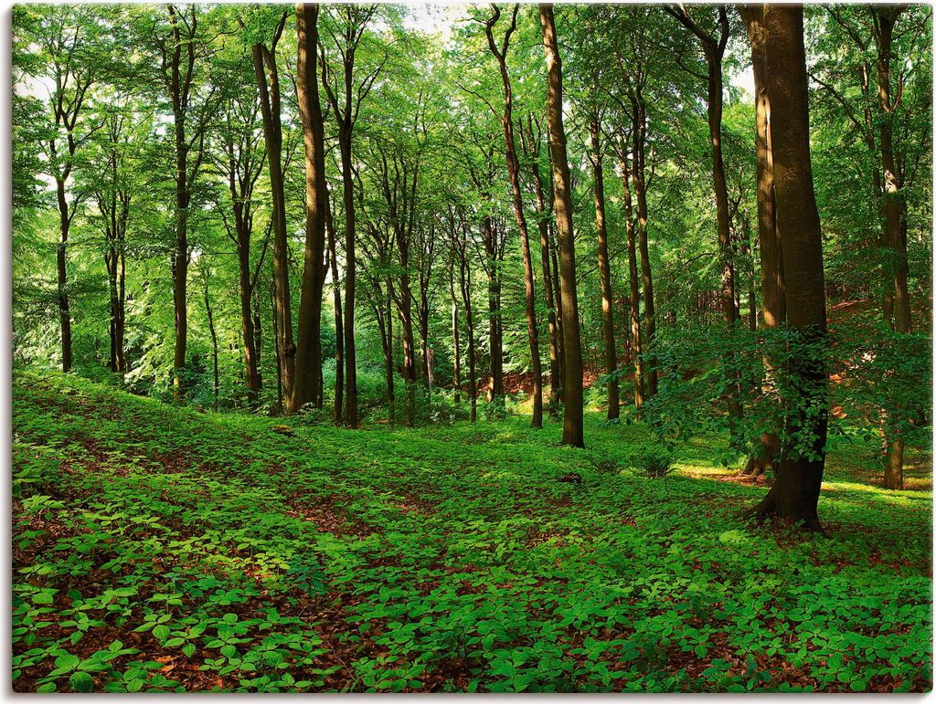 ARTland Leinwandbild Panorama von einem grünen Sommerwald Größe: 120x90 cm