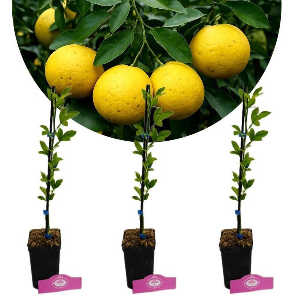 Set di 3 Limoni Swingle - Citrus citrumelo - Difficili da Immagine del prodotto 