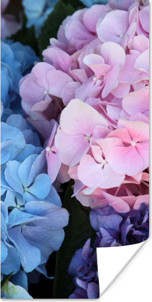 MuchoWow Poster Blumen - Strauch - Hortensie - Botanisch 80x160 cm - Kinderzimmer