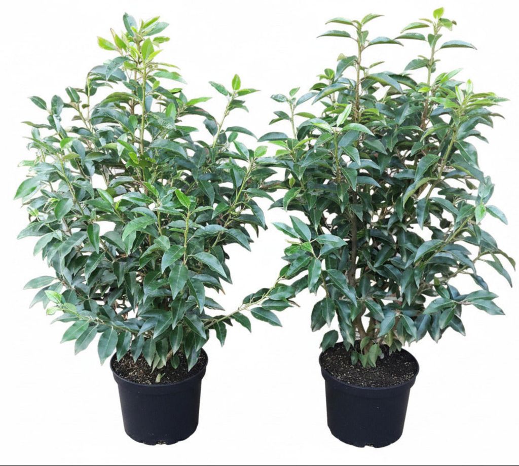 10x Prunus lusitanica 'Angustifolia', Portugiesischer Produktbild 