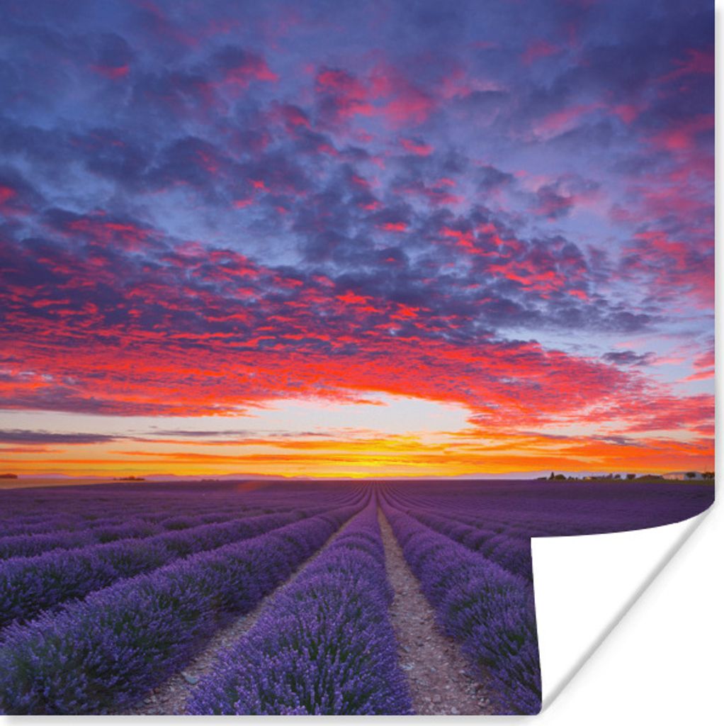 MuchoWow Poster Lila Lavendelfelder in der Nähe der französischen Stadt Valensole 50x50 cm - Wohnzimmerdekoration