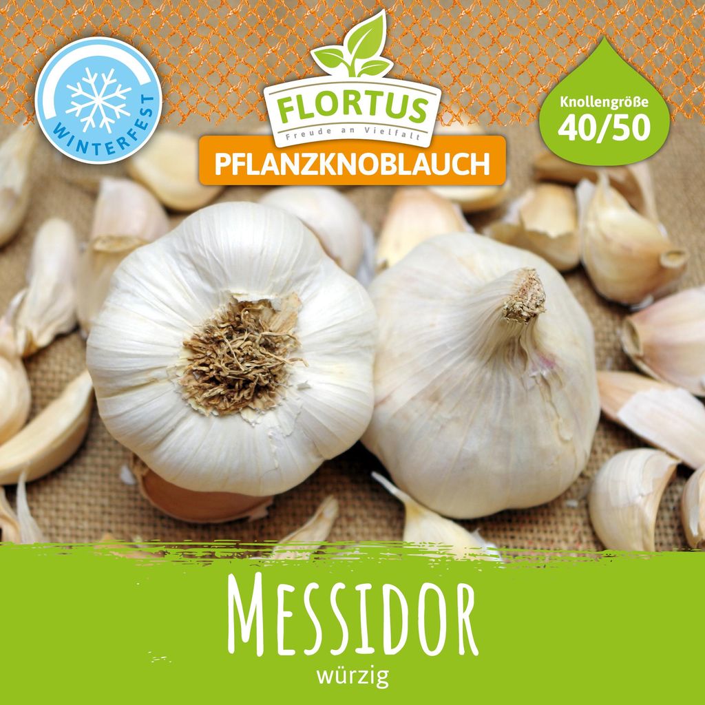 Artikelbild 2 von 'Winterpflanzknoblauch Messidor' aus der Kategorie Pflanzknoblauch