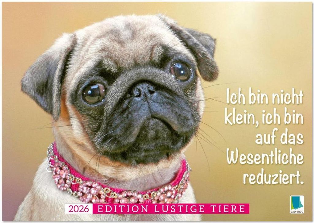Der Mops: Nicht klein, sondern aufs Wesentliche reduziert. (Wandkalender 2026 DIN A4 quer), CALVENDO Monatskalender
