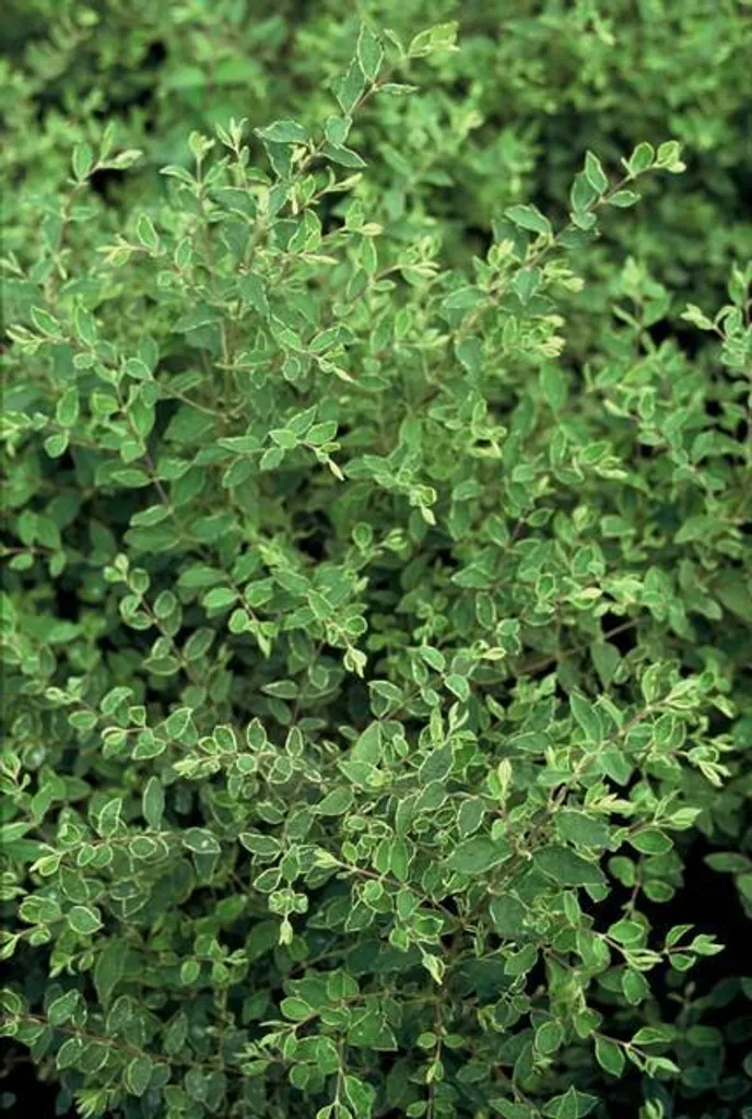 Symphoricarpos Hancock pour Haie Basse et Talus - 6 plants de 25 cm