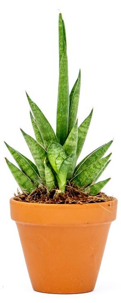 Gardners Sansevieria cylindrica Starshooter, priemer 7 cm Obrázok produktu 