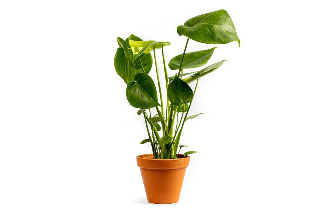 Gardners Monstera deliciosa, průměr 12 cm Obrázek produktu 