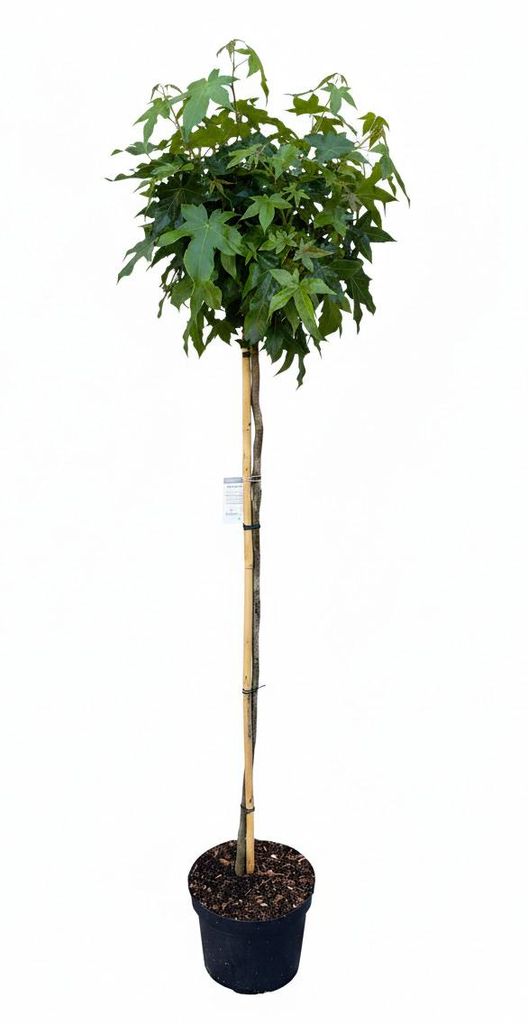 Liquidambar styraciflua Gumball, Amberbaum, Höhe:170-180 Produktbild 