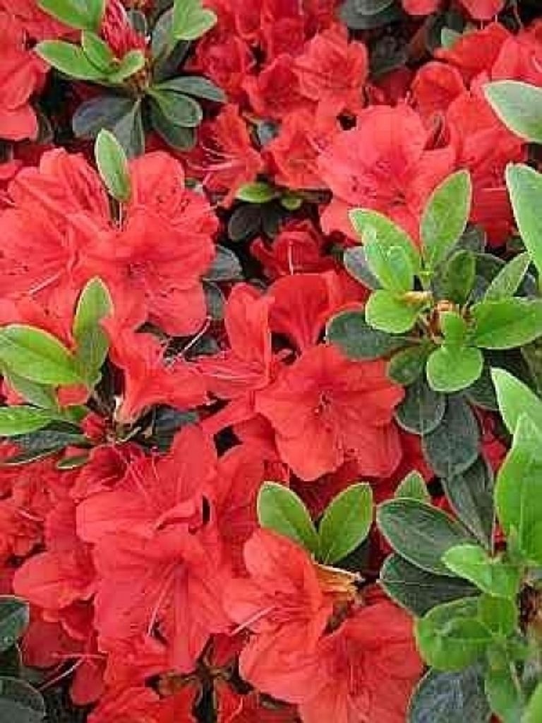 Rhododendron obtusum Sonja - Japanische Azalee Sonja 25 - 30 cm