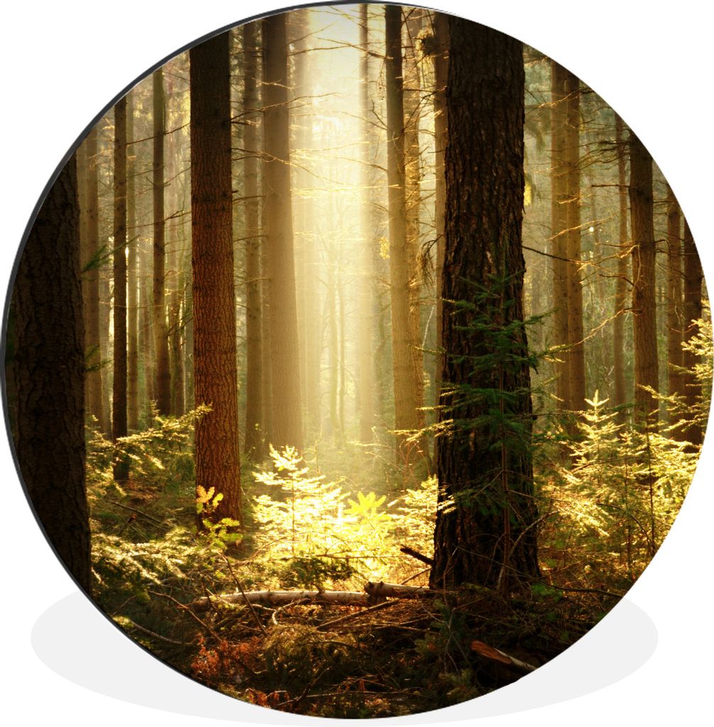 MuchoWow Aluminium Wandkreis Wald - Bäume - Sonne Ø 60 cm Wanddeko Modern Wohnzimmer - Wand Kreis - Wandbild - Schlafzimmer - Aluminium Bild - ...