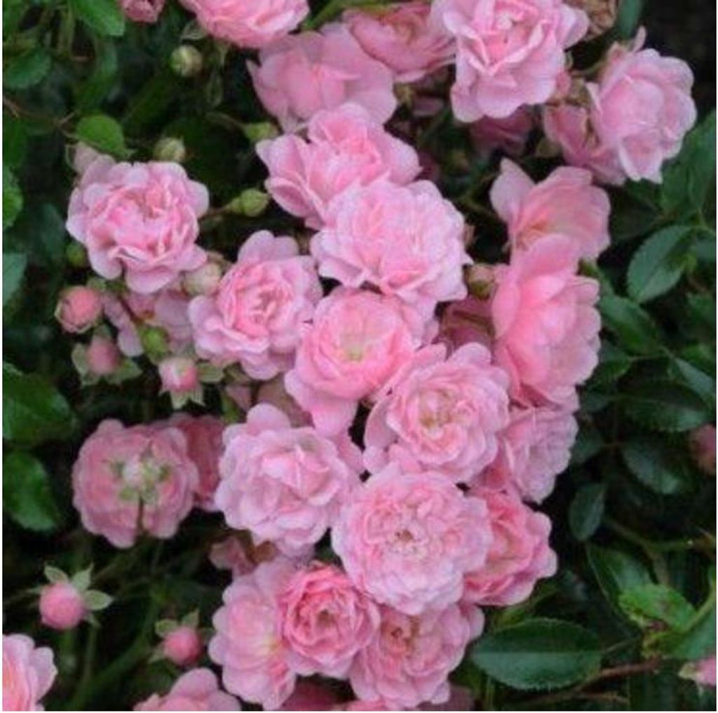 Rosa (PA) 'The Fairy'  - Ruža | 10-15 cm v črepníku Obrázok produktu 