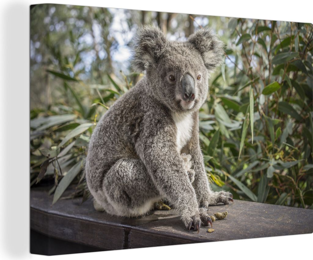 OneMillionCanvasses - Leinwandbilder - 140x90 cm, Koala - Holz - Pflanzen - Kinder - Jungen - Mädchen, Wandbilder Kunstdruck Wanddekoration - Fo...