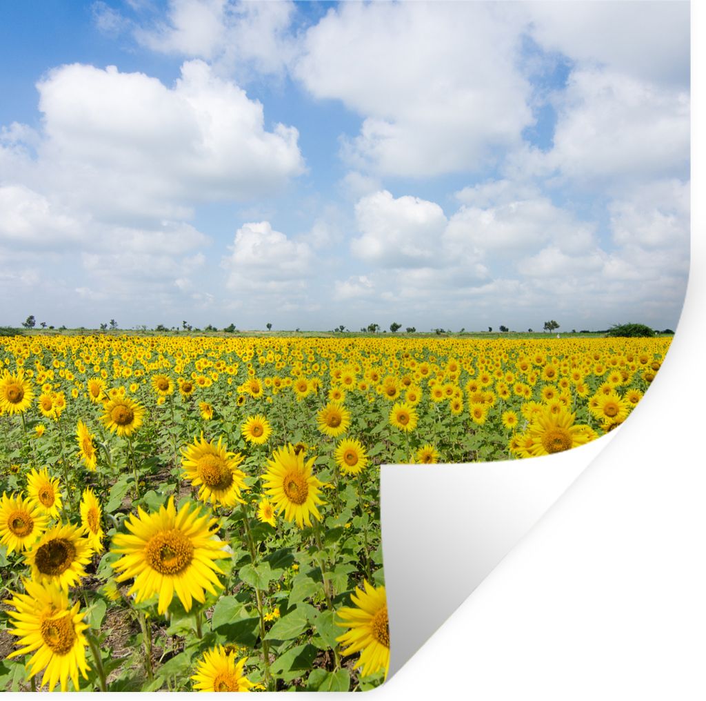 MuchoWow Wandtattoo Wandsticker Wandaufkleber Sonnenblumen - Blumen - Wolken - Natur - Gelb - Landschaft 30x30 cm Selbstklebend und Repositionier...