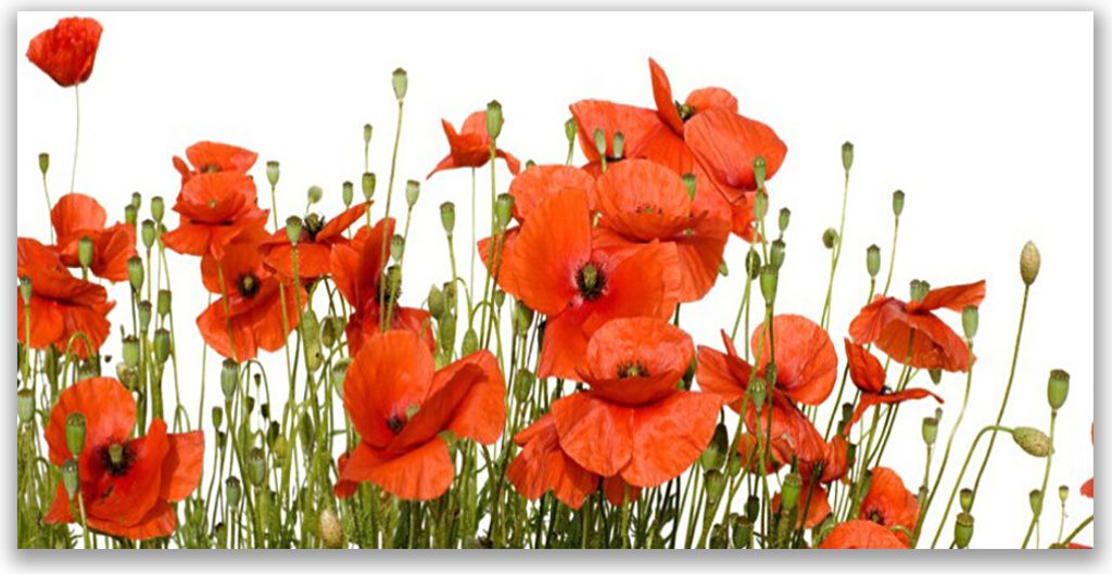 Tulup Leinwand-Bilder 120x60 Wandbild Canvas Kunstdruck Mohnblumen Pflanzen
