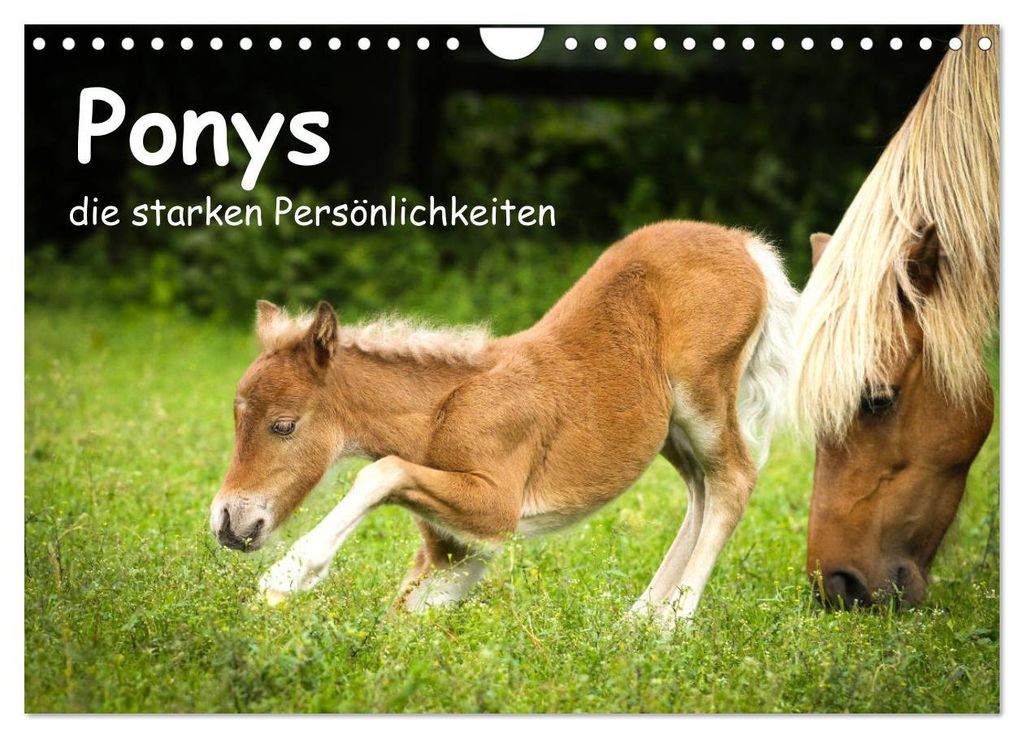 Ponys, die starken Persönlichkeiten (Wandkalender 2027 DIN A4 quer), CALVENDO Monatskalender