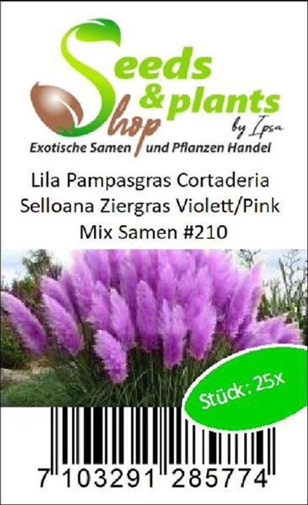 25x Pampasgras Cortaderia Selloana Violett Pink Ziergras Produktbild 4