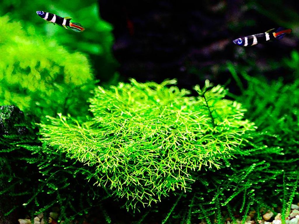 Aquarium Pflanze Moos Riccia fluitans Tropica Nr.001 TC in Produktbild 