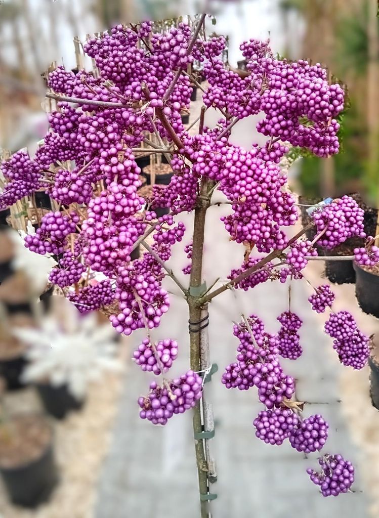 Liebesperlenstrauch Callicarpa bodinieri 'Profusion' Hochstamm 80 - 100 cm