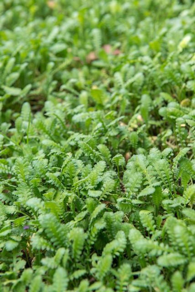 Leptinella squalida – Bodendecker – 24 Pflanzen – Ø9cm – 10–25cm – Immergrün & trittfest – Für Schatten & feuchte Standorte –...