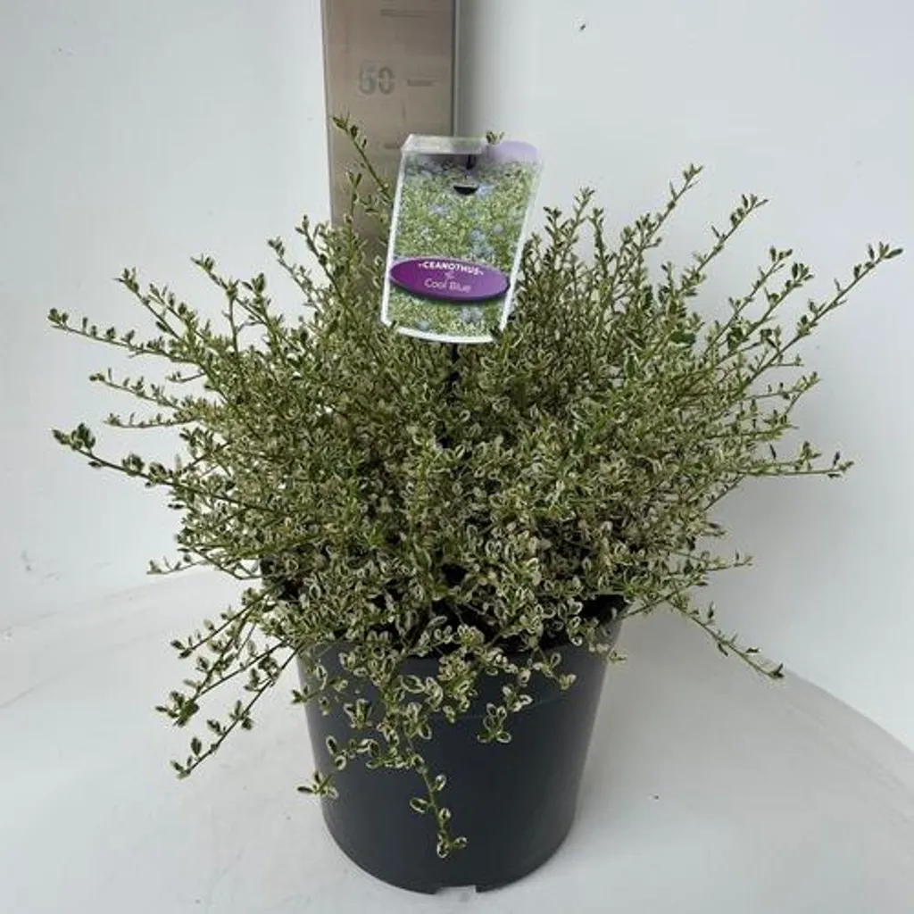 Ceanothus impressus Cool Blue Huico02 PBR - Céanote 50-60 cm en pot