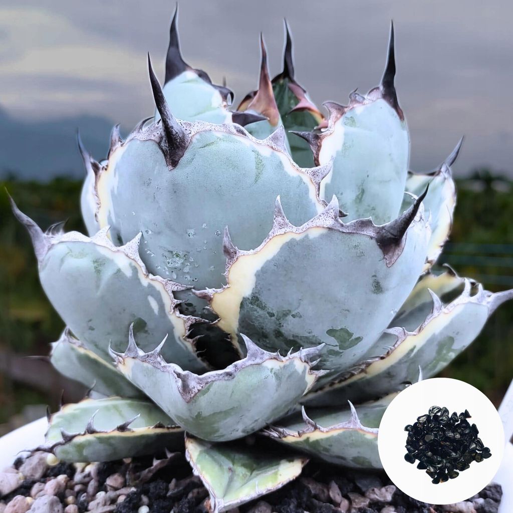 Semena Agave Titanota 'Blue' - balení 5 ks - Exotická Obrázek produktu 