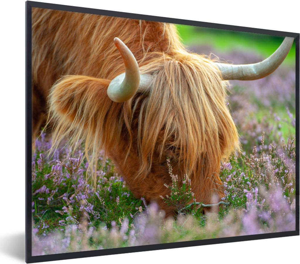 MuchoWow Gerahmtes Poster Schottischer Hochländer - Hörner - Heidekraut 40x30 cm - Poster mit Schwarzem Bilderrahmen Wandposter Rahmen Foto Bil...