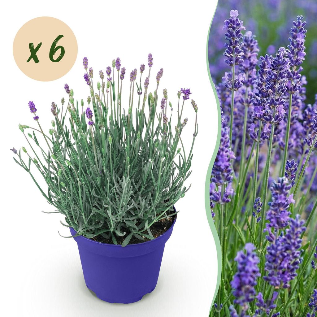 Lavendel Lavandula angustifolia Hidcote winterhart lila 6 Pflanzen 12cm 15-25cm duftend bienenfreundlich für Garten Balkon Terrasse Beet Hecke pf...