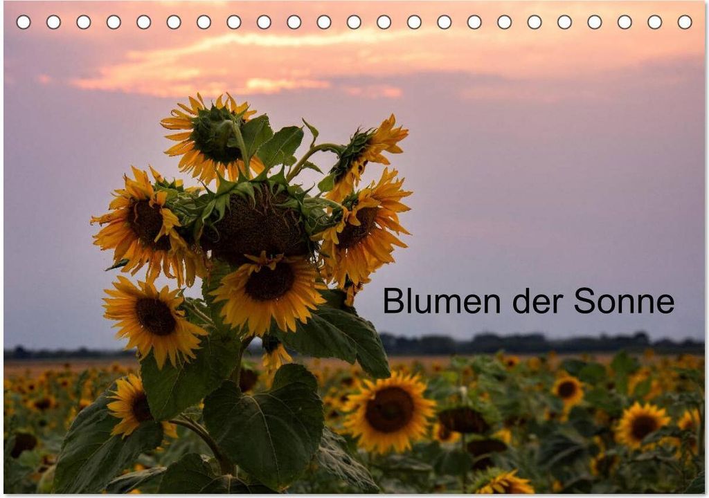Blumen der Sonne (Tischkalender 2026 DIN A5 quer), CALVENDO Monatskalender