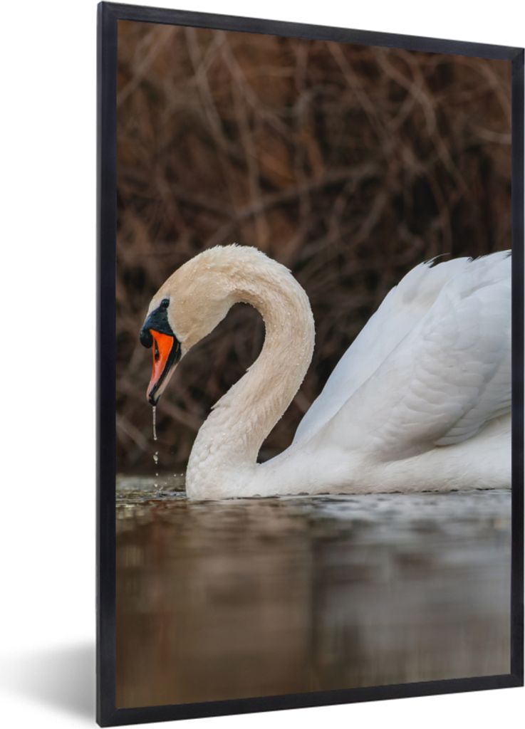 MuchoWow Gerahmtes Poster Schwan - Wasser - Tiere - Vogel 60x90 cm - Poster mit Schwarzem Bilderrahmen Wandposter Rahmen Foto Bilder - Kunst
