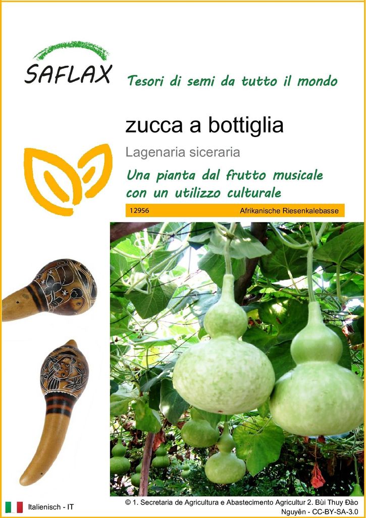 SAFLAX  -  zucca a bottiglia - 15 semi - Lagenaria Immagine del prodotto 