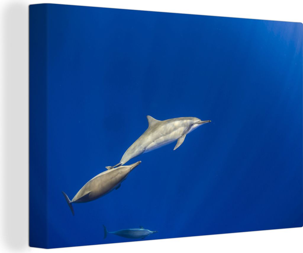 OneMillionCanvasses - Leinwandbilder - 140x90 cm, Delfin - Tier - Meer, Wandbilder Kunstdruck Wanddekoration