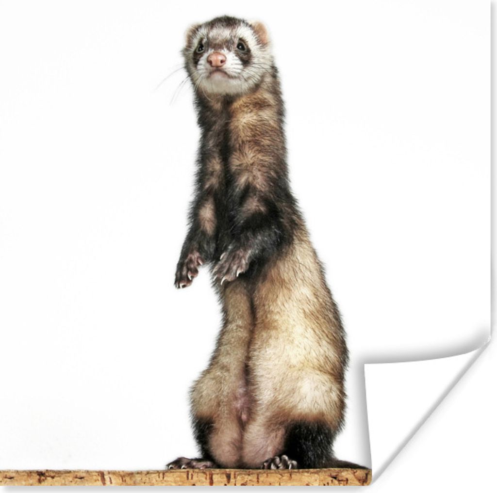 MuchoWow Poster Frettchen - Tiere - Fell 75x75 cm - Wand Dekoration