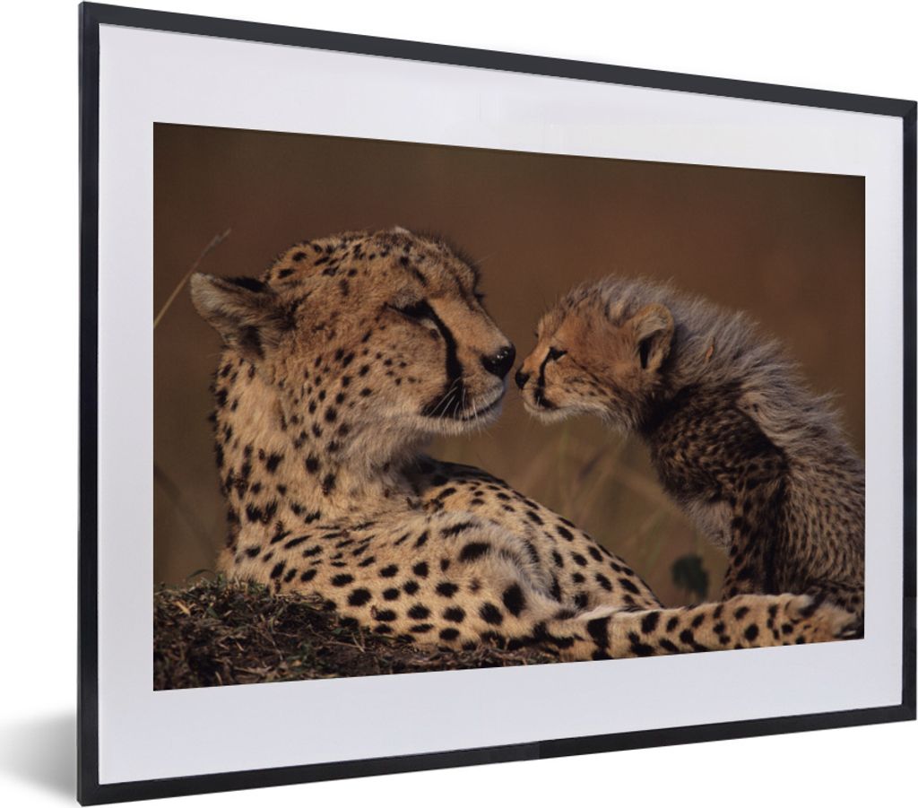 MuchoWow MuchoWow Gerahmtes Poster Gepardenmutter und Jungtier 40x30 cm - Poster mit zchwarzem Bilderrahmen - Bilderrahmen - Poster im Rahmen