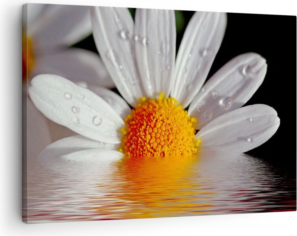 Bild auf Leinwand - Leinwandbild - Kraut Kamille Blume Wasser - 70x50cm - Wand Bild - Wanddeko - Leinwanddruck - Bilder - Kunstdruck - Wanddekorati...