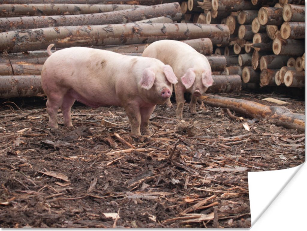 MuchoWow Poster Schweine - Holz - Baum 80x60 cm - Kunst für zu Hause