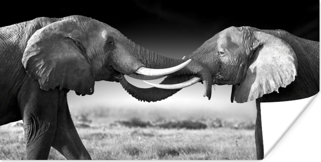 MuchoWow Poster Elefant - Tiere - Schwarz und weiß - Porträt - Landschaft 40x20 cm - Poster für die Wand - Poster Schlafzimmer