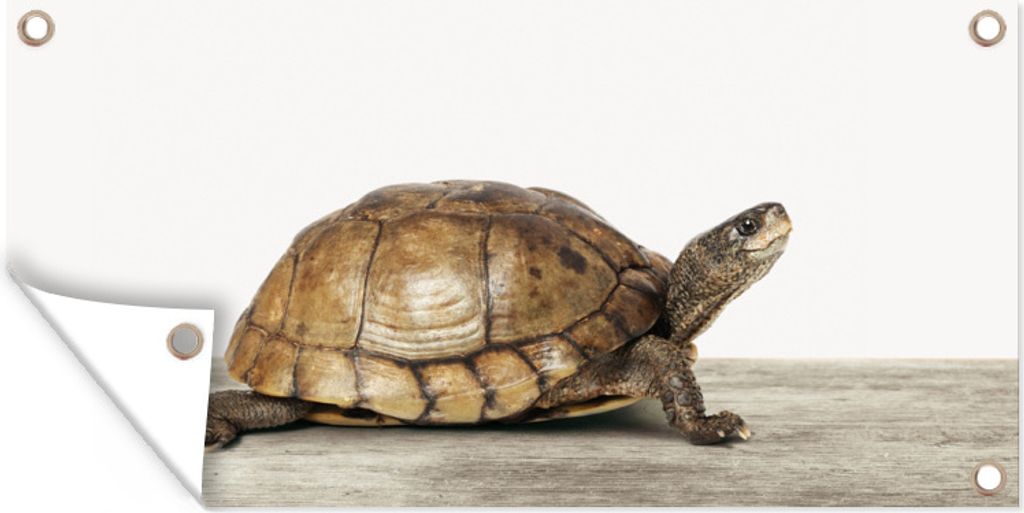 MuchoWow 160x80 cm Outdoor-Poster Gartendeko Sichtschutz Garten Poster für den Garten Schildkröte - Junge - Tiere - Kinder - Mädchen