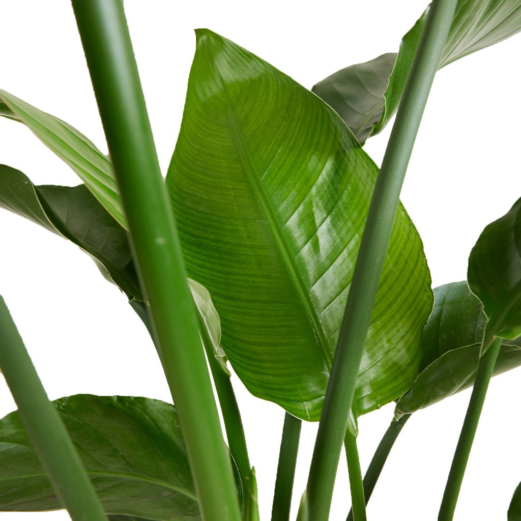 Strelitzia Nicolai 70-80cm - Strelitzie Pflanze - Topf 21cm