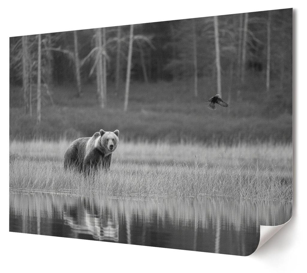 Waldszene - Kunstdruck A4 - Fotografie- Wandbild für Wohnzimmer Schlafzimmer & Flur, Modernes Poster Wanddeko, Ungerahmt