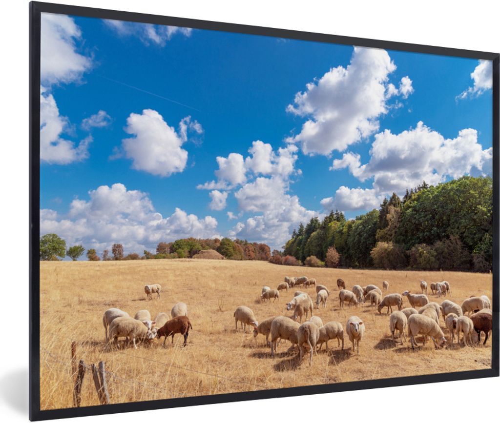 MuchoWow Gerahmtes Poster Eine ausgetrocknete Wiese mit Schafen in den Ardennen 30x20 cm - Poster mit Schwarzem Bilderrahmen Wandposter Rahmen Fo...
