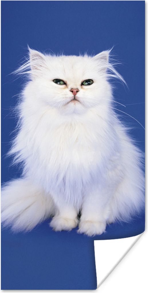 MuchoWow Poster Weiße Perserkatze mit blauem Hintergrund 40x80 cm - Dekoration