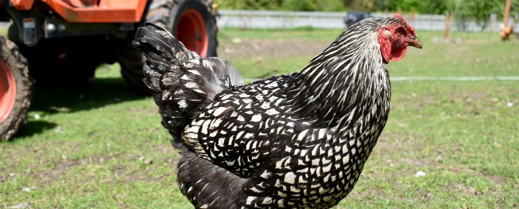 hansepuzzle 102598 - Huhn Panorama-Puzzle 2000 Teile | Tierwelt Puzzle, 2028 Teile, Tierwelt, 60,0 x 46,0cm mit hochwertiger Aufbewahrung, Kartonbo...