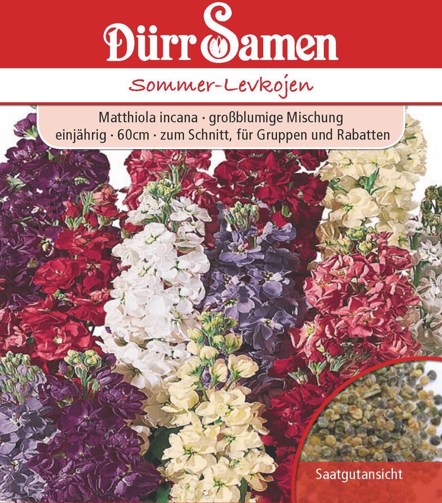 Sommerlevkoje | Sommerlevkojensamen von Dürr Samen Produktbild 